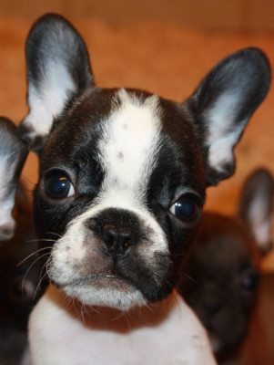 Les chiots de Bouledogue français
