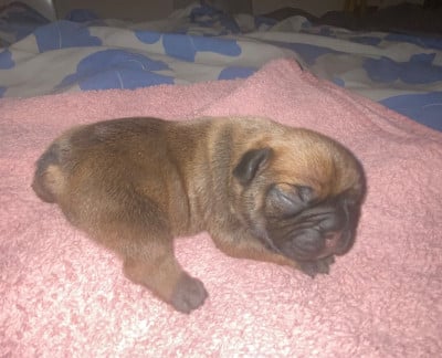 Les chiots de Bouledogue français