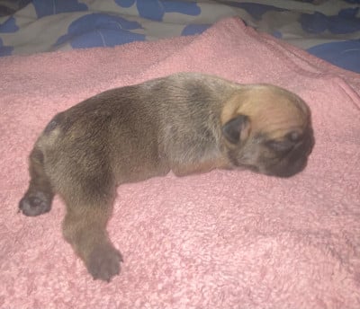 Les chiots de Bouledogue français