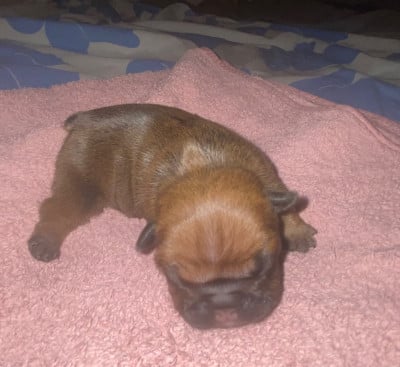 Les chiots de Bouledogue français