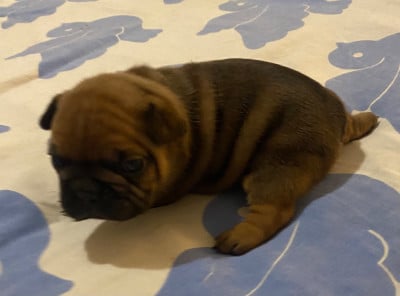 Les chiots de Bouledogue français