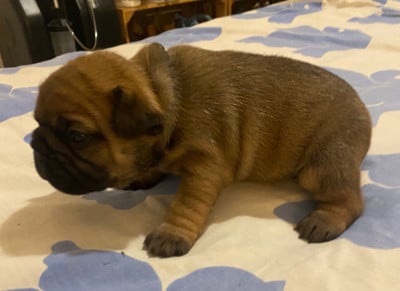 Les chiots de Bouledogue français