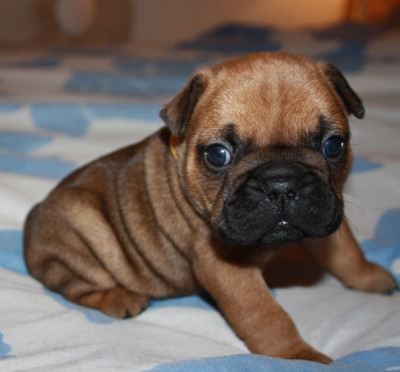 Les chiots de Bouledogue français