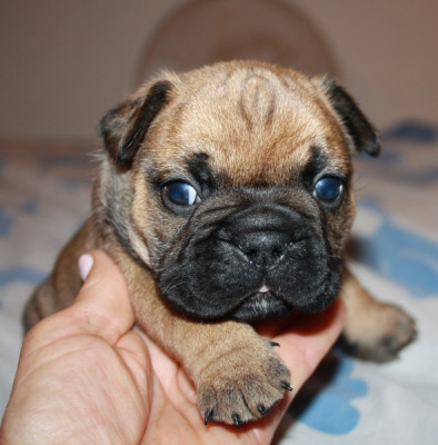 Les chiots de Bouledogue français