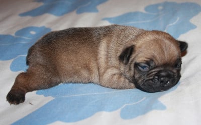 Chiot N°2 - Bouledogue français