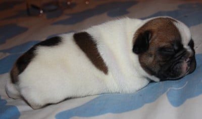 Chiot N°3 - Bouledogue français