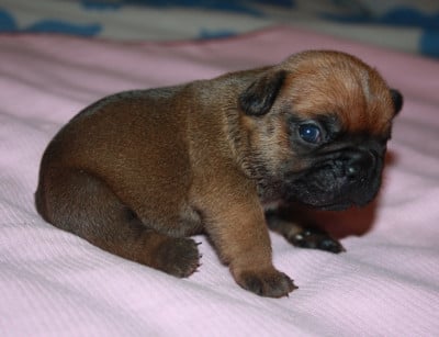 Les chiots de Bouledogue français