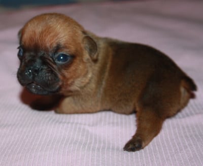 Les chiots de Bouledogue français