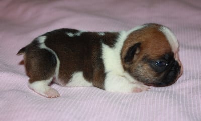 Les chiots de Bouledogue français