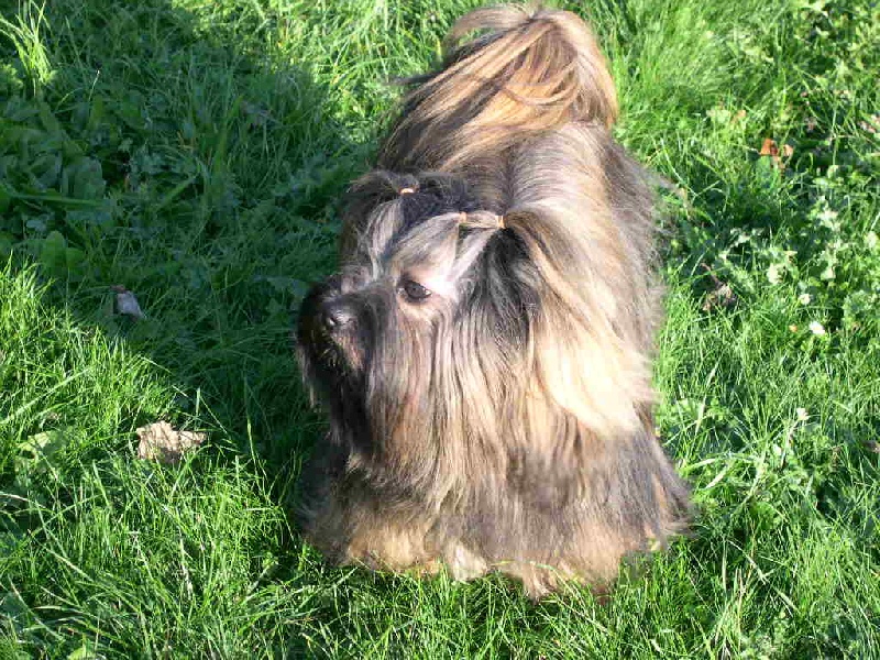 Publication : de l'Abbaye de Calmetie Auteur : Yves Annen