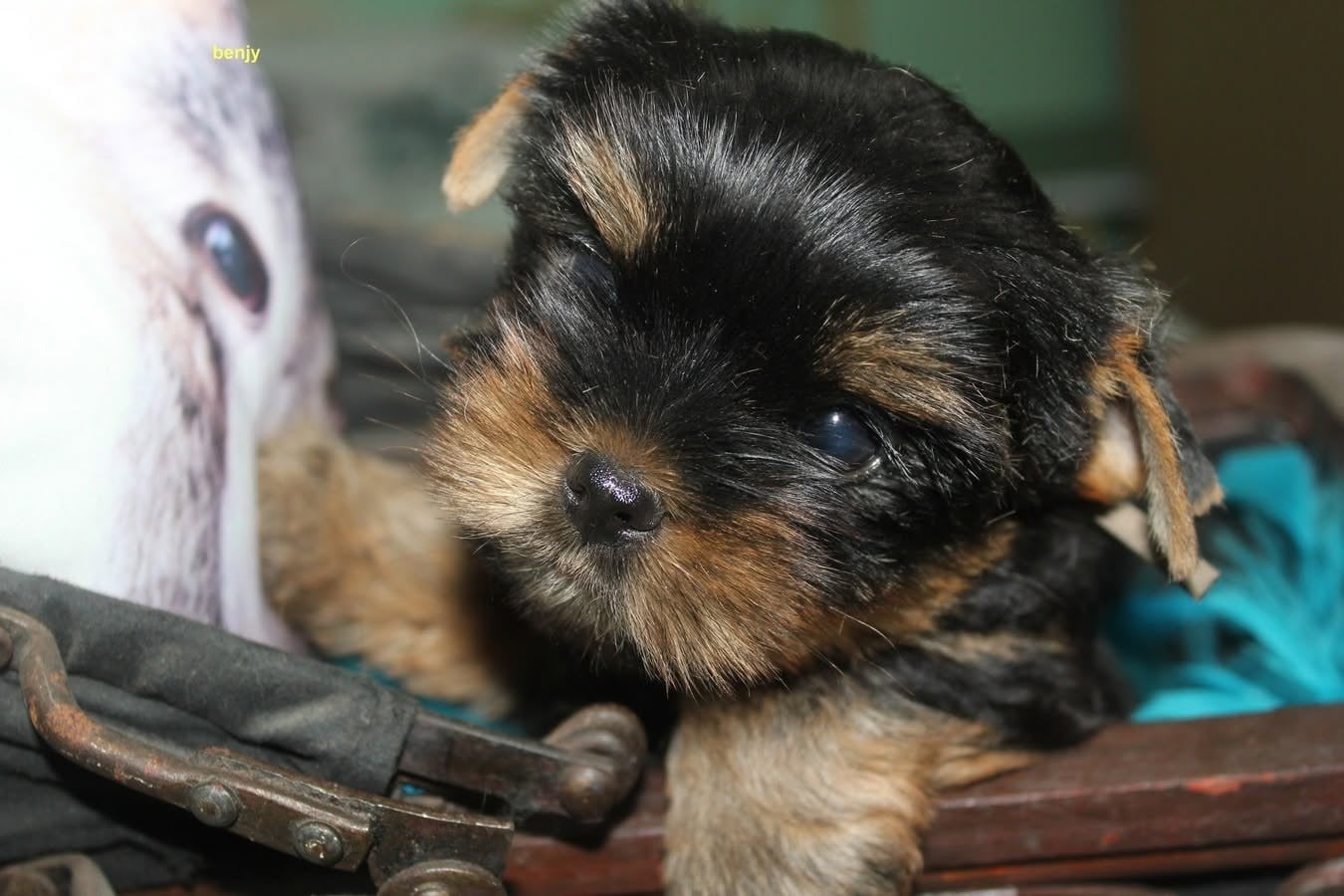 benjy - Yorkshire Terrier