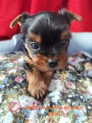 Les chiots de Yorkshire Terrier