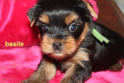 Les chiots de Yorkshire Terrier