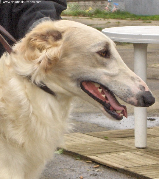 Publication : Homierovitch boldareffchino