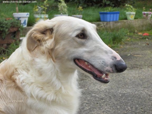 Publication : Homierovitch boldareffchino