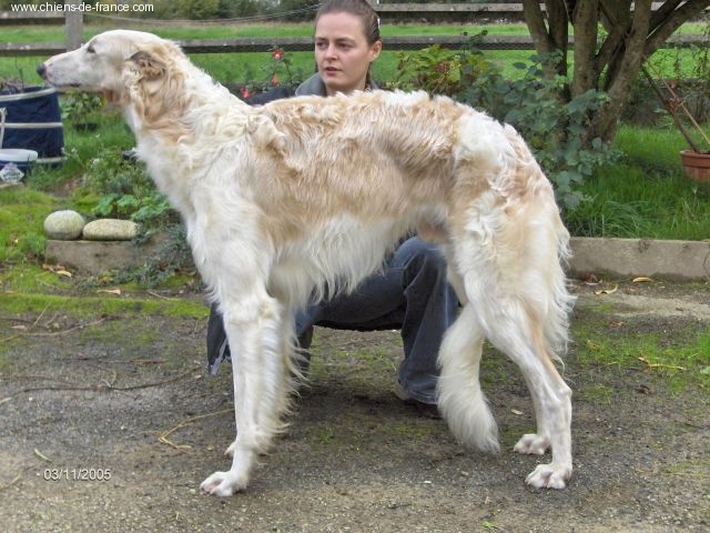 Publication : Homierovitch boldareffchino