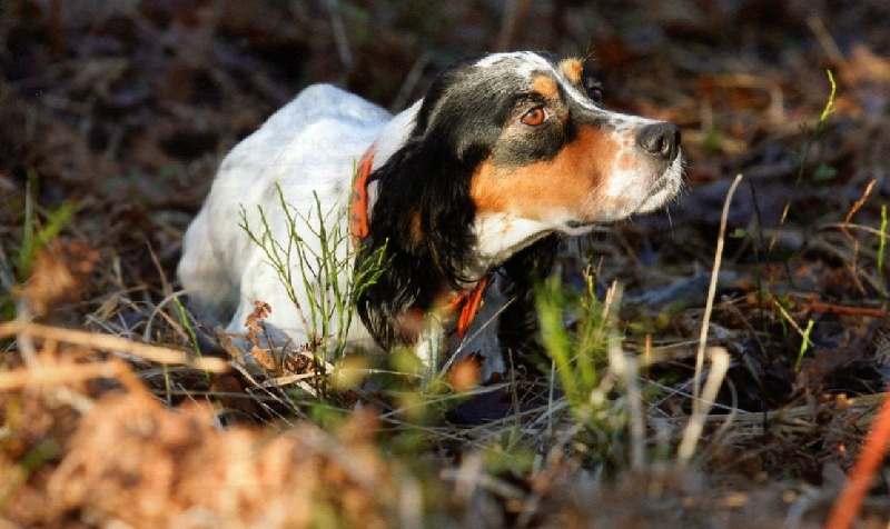 Publication : du Gourg D'Enfer