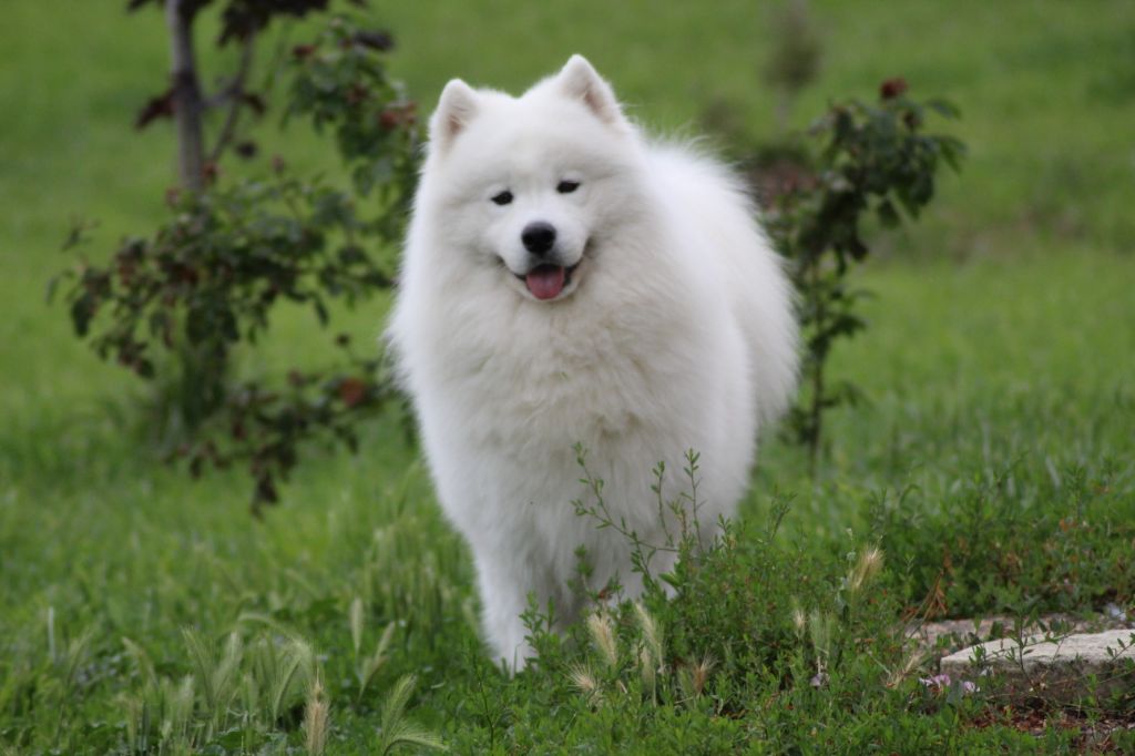 Publication : Of bloom white Auteur : OF BLOOM WHITE