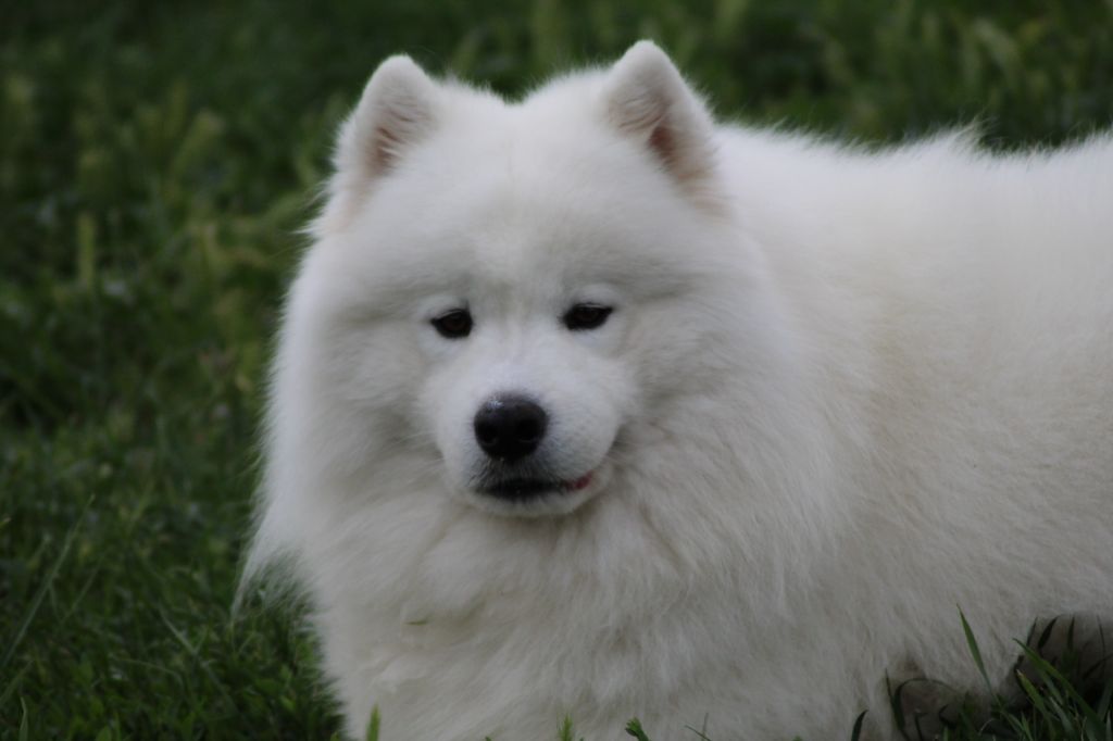 Publication : Of bloom white Auteur : OF BLOOM WHITE