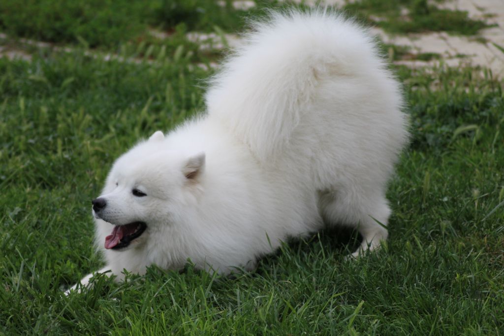 Publication : Of bloom white Auteur : OF BLOOM WHITE