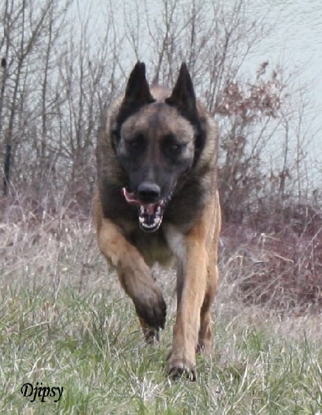 Djipsy des Nuits de Reves