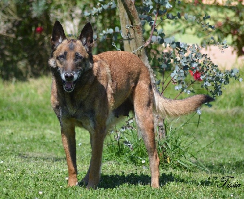 Tissia des Nuits de Reves