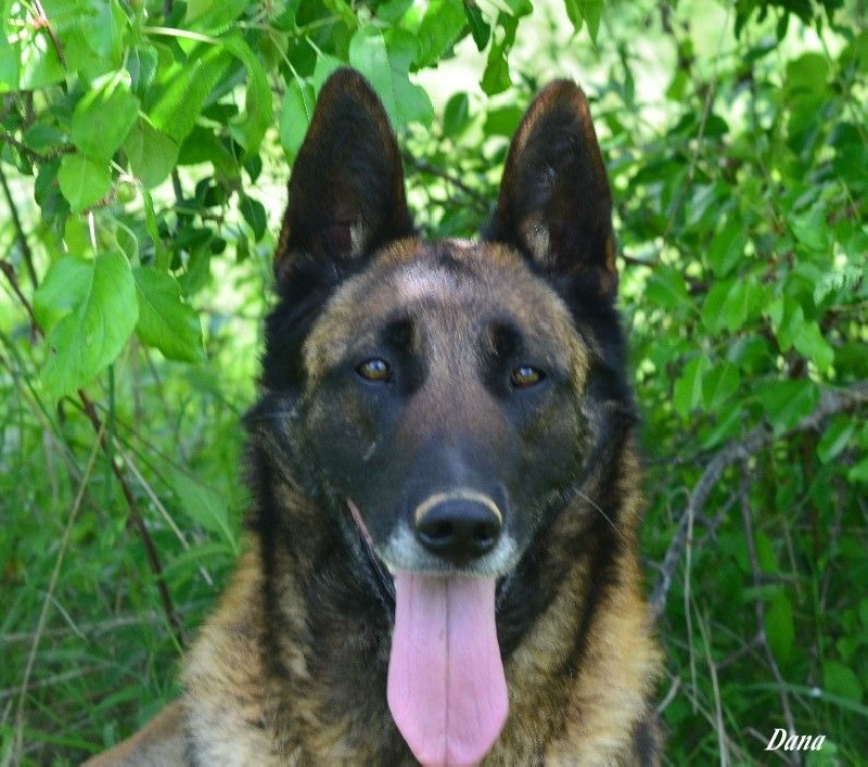 Dana des Nuits de Reves