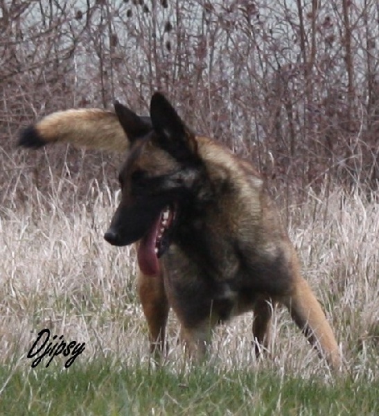 Djipsy des Nuits de Reves