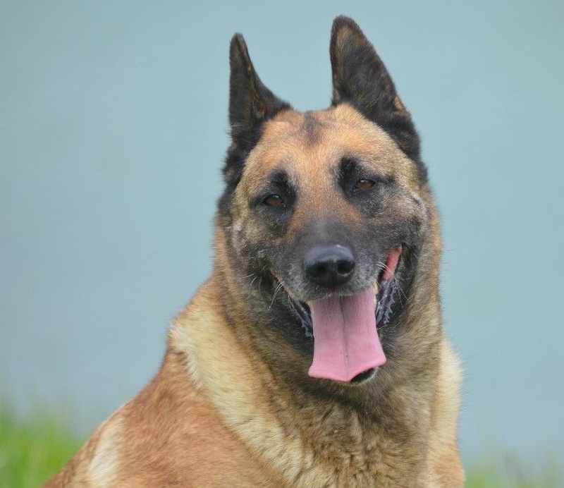 Ubee des Nuits de Reves