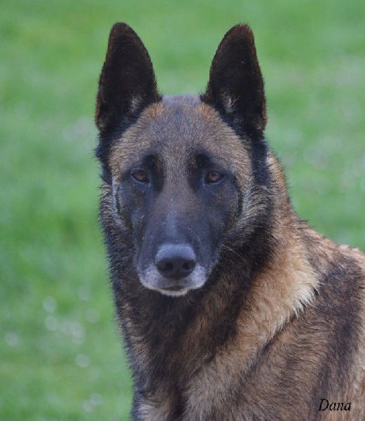 Dana des Nuits de Reves