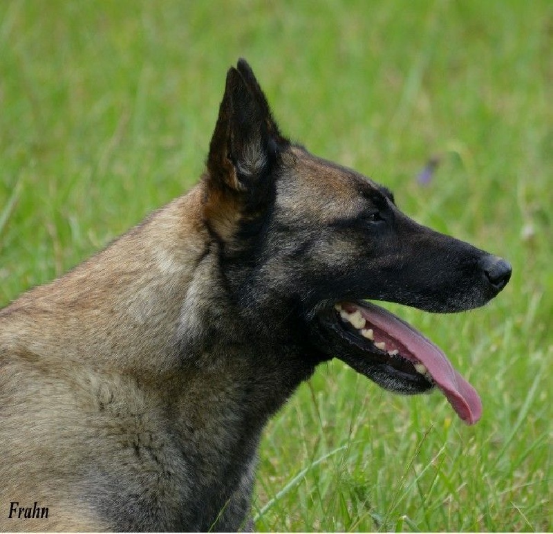 Frahn des Nuits de Reves