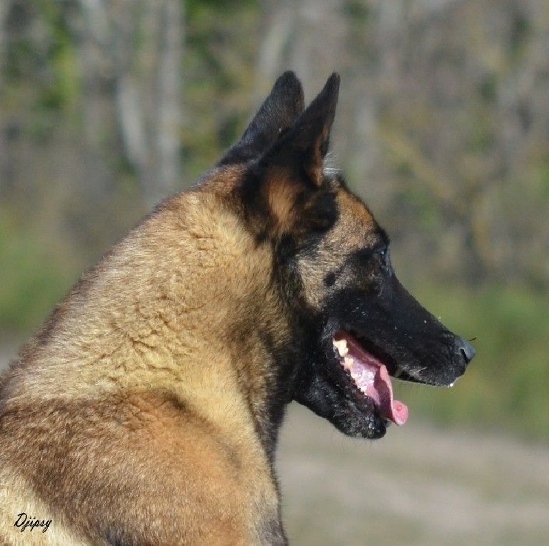 Djipsy des Nuits de Reves