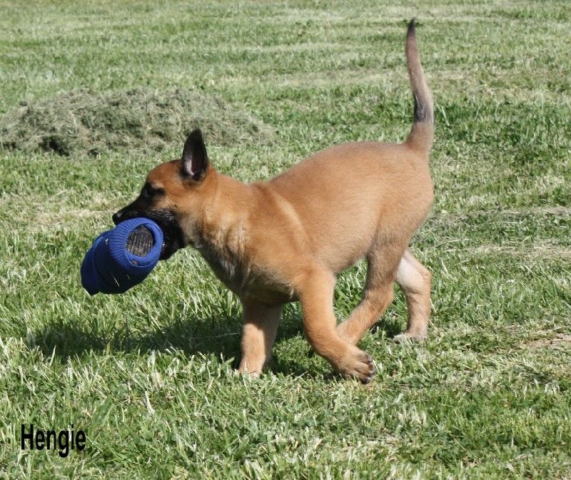 Hengie des Nuits de Reves
