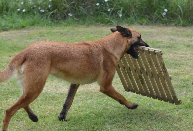 Hengie des Nuits de Reves