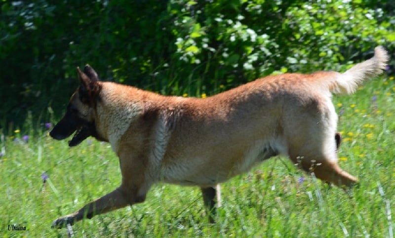 Ulmina des Nuits de Reves