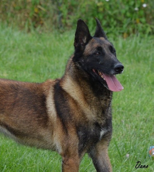 Dana des Nuits de Reves