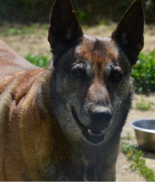 Adalma des Nuits de Reves