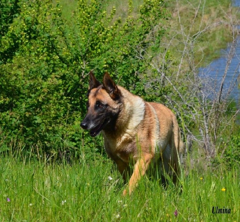 Ulmina des Nuits de Reves