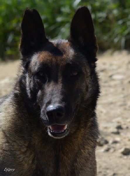 Djipsy des Nuits de Reves