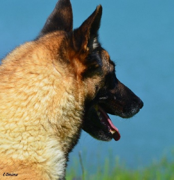 Ulmina des Nuits de Reves