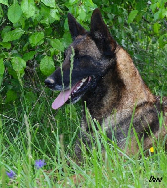 Dana des Nuits de Reves