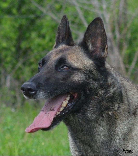 Frahn des Nuits de Reves