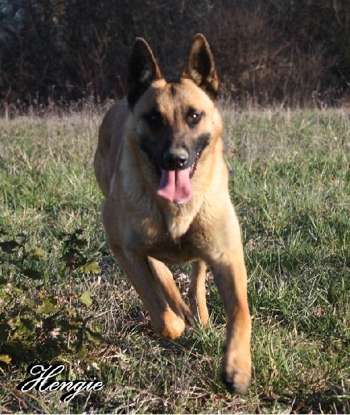 Hengie des Nuits de Reves