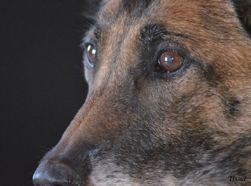 Tissia des Nuits de Reves