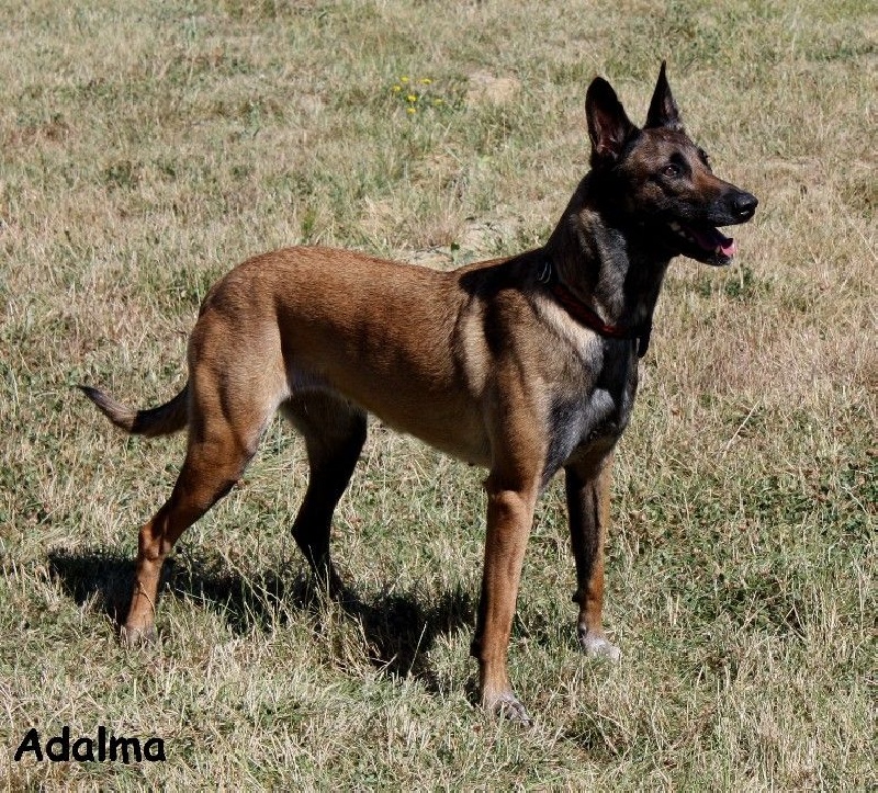 Adalma des Nuits de Reves