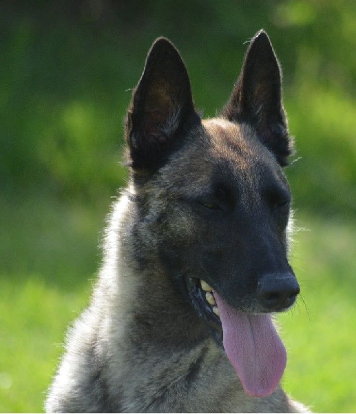 Frahn des Nuits de Reves