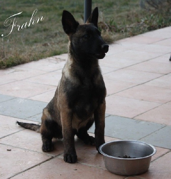 Frahn des Nuits de Reves