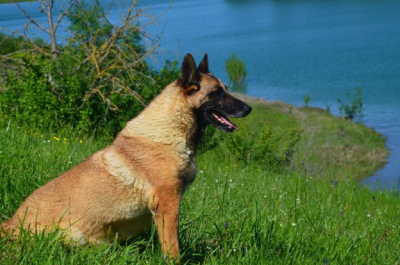 Ulmina des Nuits de Reves