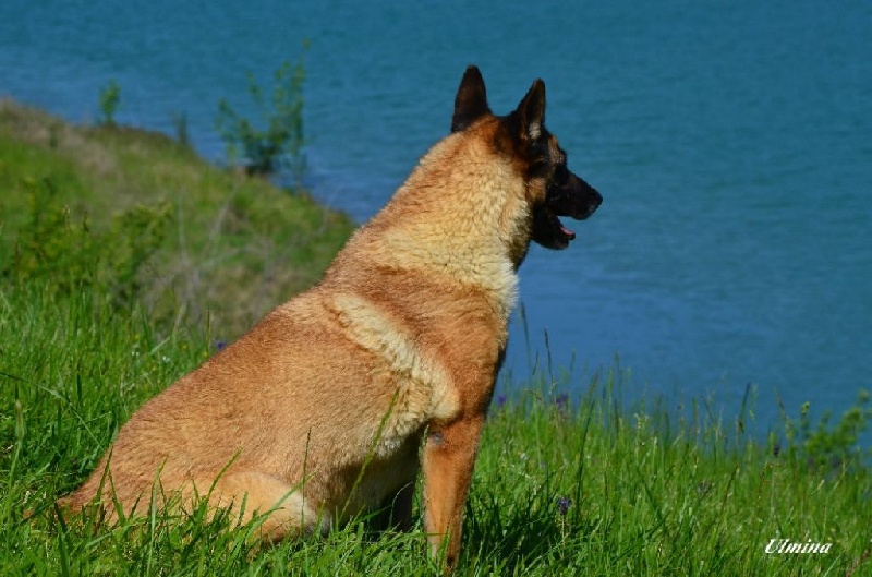 Ulmina des Nuits de Reves