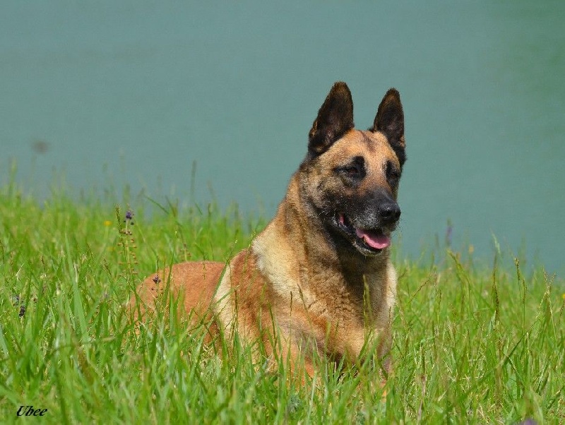 Ubee des Nuits de Reves